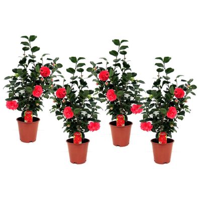 Kamelie Japonica - Satz von 4 - Japanische Rose - Ø19cm - 60-70cm - Multideal