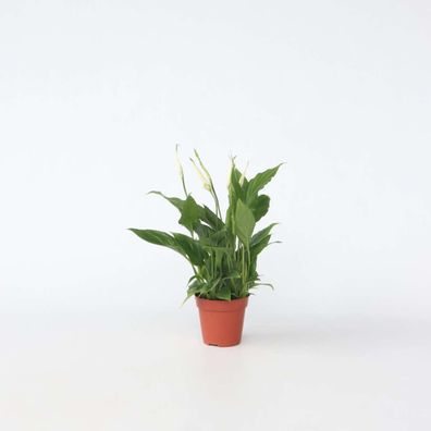 Spathiphyllum - Lepelplant - Ø12cm - 30-45cm - Zimmerpflanze - Immergrün