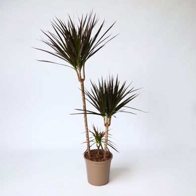 Dracaena Marginata Magenta - Drakenbloedboom - Ø24cm - 110-130cm - Zimmerpflanze