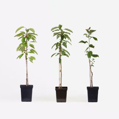 Apfelbäume - 3er Set - Braeburn Golden Delicious Gala - Ø9cm - 60-70cm - Multideal