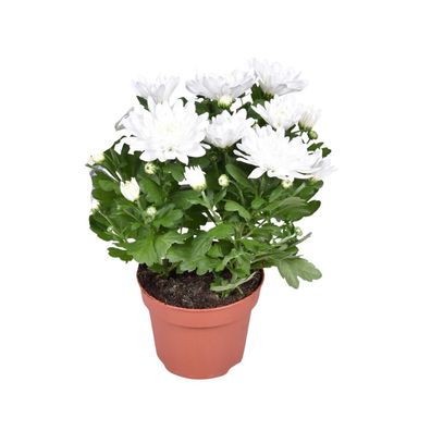 Chrysantheme Tapfer - Ø12cm - 26cm - Zimmerpflanze - Immergrün