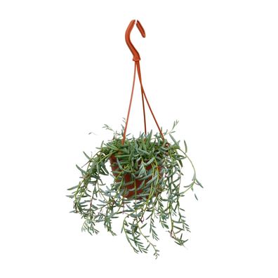 Senecio Hallianus - Ø12cm - 25cm - Zimmerpflanze - Immergrün