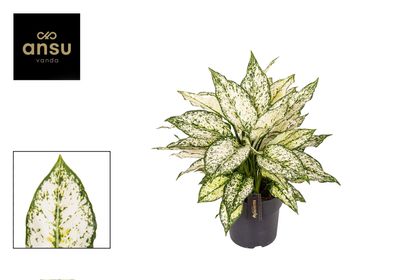Aglaonema Weiße Kiwi - Ø19cm - 30-40cm - Zimmerpflanze