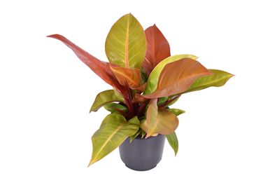 Philodendron Prinz von Orange - Ø19cm - 50-60cm - Zimmerpflanze - Immergrün