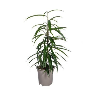Ficus binnendijkii Alii - Ø17cm - 60-80cm - Zimmerpflanze - Immergrün