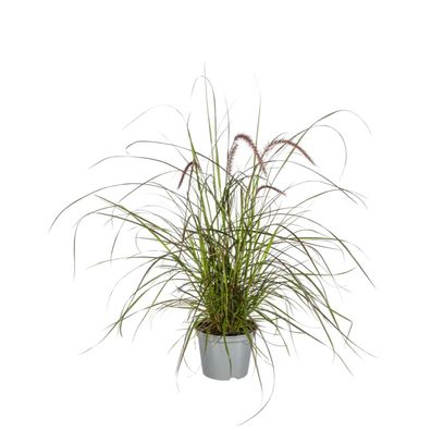 Pennisetum x advena Rubrum | 4 Stück - Ø13cm - 50-60cm - Gartenpflanze