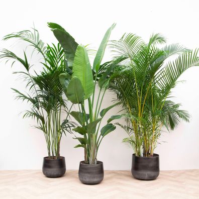 XXL Pflanzenset - Kentia & Strelitzia Nicolai & Areca - Ø40cm - 200-225cm - Zimme