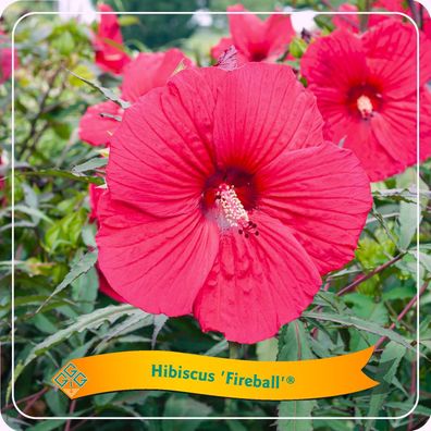 Hibiskus 'Feuerball' - Ø25cm - 25-35cm - Gartenpflanze