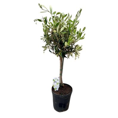 Olea Europaea am Stiel - Ø15cm - 50-60cm - Zimmerpflanze - Immergrün