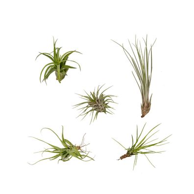 Tillandsia Air mix | 5 Stück - Ø6cm - 6cm - Zimmerpflanze - Immergrün - Multideal