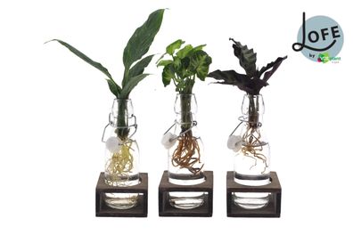 Intenz Mix in Ann Glas (weiße Kappe) + Natural Single - 3 Stück - 7 - 25cm - Mul