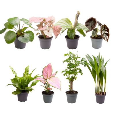 Baby Plants Surprise Box | 8 Stück - Ø6cm - 12cm - Zimmerpflanze - Immergrün