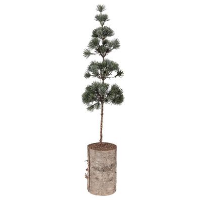 Clayre & Eef Mini-Kunstweihnachtsbaum 14x14x60 cm Grün Holz (Gr. 14x14x60 cm)