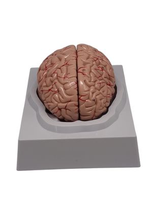 EVOR Zerlegbarer Schädel, farbiges Schädelmodell für Ausbildungszwecke