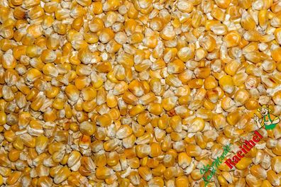 0,78€/kg) Futtermais 25 kg Körnermais gelber Mais Karpfen Angeln Geflügel Nager