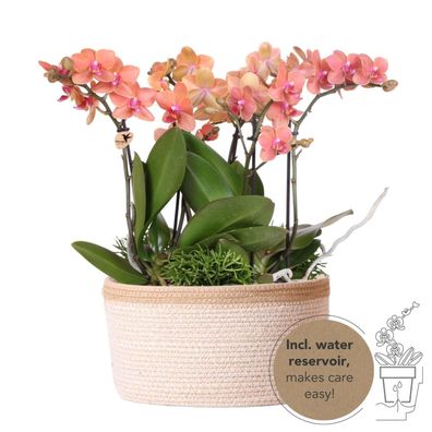 Set im Baumwollkorb 3 orangefarbene Orchideen Bozen 9cm & 3 Rhipsalis