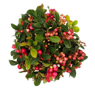 Teppichbeere Gaultheria procumbens Scheinbeere Rebhuhnbeere winterharte Pflanze