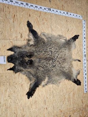 Wildschwein Fell XL Natur Unikat 452-042