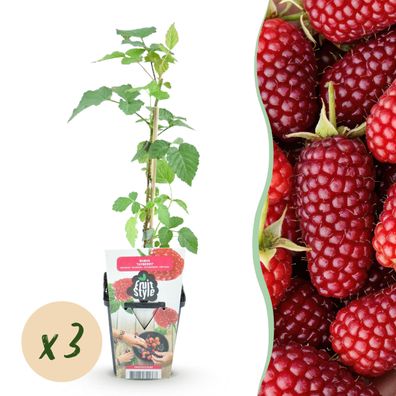 Tayberry - Rubus Tayberry - Winterhart - 3 Pflanzen - Ø9cm - 15-25cm - Gartenpflanze