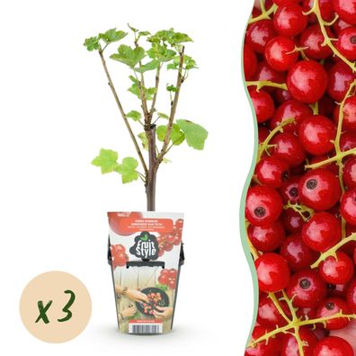 Rote Johannisbeere - Ribes rubrum Jonkheer van Tets - Winterhart - 3 Pflanzen - Ø