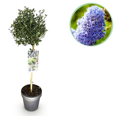 Ceanothus impressus Victoria - Terrassenpflanze - Immergrün - Winterhart - Lila B