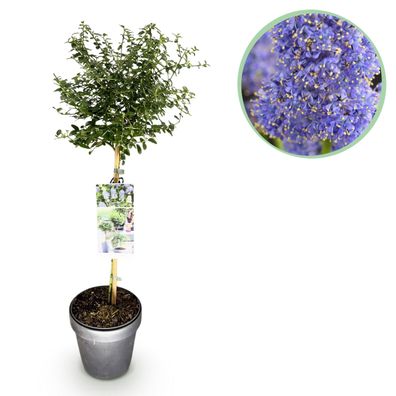 Ceanothus thyrsiflorus Repens - Terrassenpflanze - Immergrün - Lila Blüte - Ø19