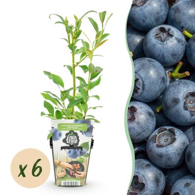 Heidelbeere - Vaccinium corymbossum Northland - Winterhart - 6 Pflanzen - Ø9cm