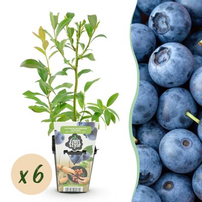 Heidelbeere - Vaccinium corymbossum Bluegold - Winterhart - 6 Pflanzen - Ø9cm - 1