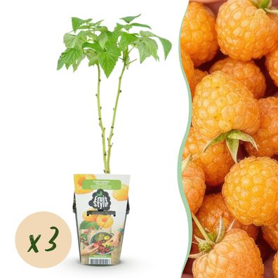 Himbeere - Rubus idaeus Fallgold - Winterhart - 3 Pflanzen - Ø9cm - 15-25cm - Gar