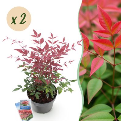 Nandina Obsessed - Rot - 2 Pflanzen - Immergrün - Pflegeleicht - Ø17cm - 35-45cm
