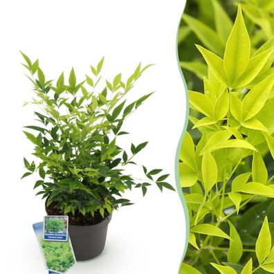 Nandina Lemon & Lime - Gelb - Immergrün - Pflegeleicht - Ø17cm - 35-45cm - Garte