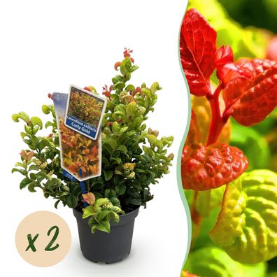 Leucothoe Curly Gold - Gelb - 2 Pflanzen - Immergrün - Pflegeleicht - Ø17cm - 30