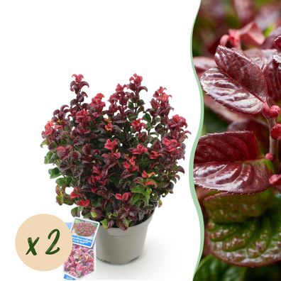 Leucothoe Curly Red - Rot - 2 Pflanzen - Immergrün - Pflegeleicht - Ø17cm - 30-4