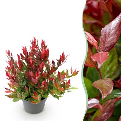 Leucothoe Little Flame - Rot - Immergrün - Pflegeleicht - Ø17cm - 30-40cm - Gart
