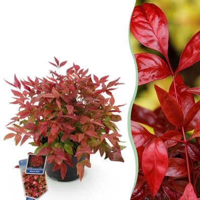Nandina Blush Pink - Dunkelrosa - Immergrün - Pflegeleicht - Ø17cm - 30-40cm - G