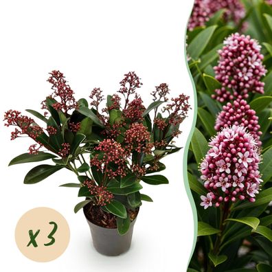 Skimmia japonica Rubella - Blüte Rot - 10+ Blüten - 3 Pflanzen - Winterhart - Ø