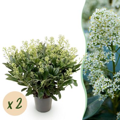 Skimmia japonica Finchy - Blüte Weiß - 40+ Blüten - 2 Pflanzen - Winterhart - ?