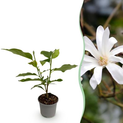 Magnolia stellata - Blüte Weiß - Laubabwerfend - Pflegeleicht - Ø12cm - 30cm