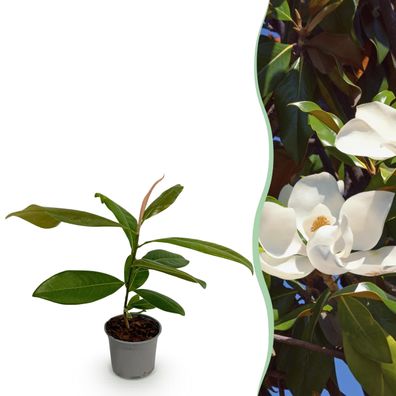 Magnolia grandiflora - Weiße Blüten - Immergrün - Pflegeleicht - Ø12cm - 30cm