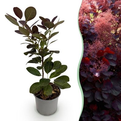 Cotinus coggyria Royal Purple - Lila - Laubabwerfend - Pflegeleicht - Ø12cm - 25