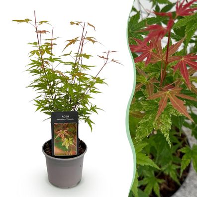 Acer palmatum Phoenix - Rosa - Laubabwerfend - Pflegeleicht - Ø12cm - 25-35cm - G