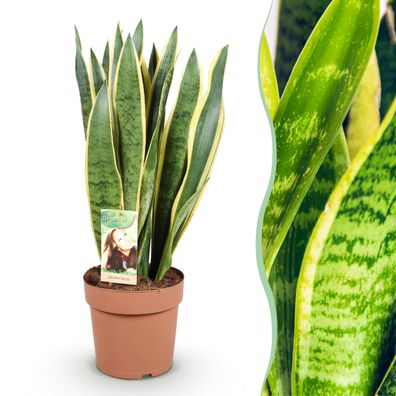 Sansevieria Laurentii - Weibliche Zunge - Pflegeleicht - Grün - Ø21cm - 70-80cm