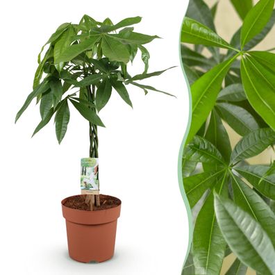 Pachira Aquatica geflochtener Stamm - Geldbaum - Pflegeleicht - Grün - Ø21cm - 8