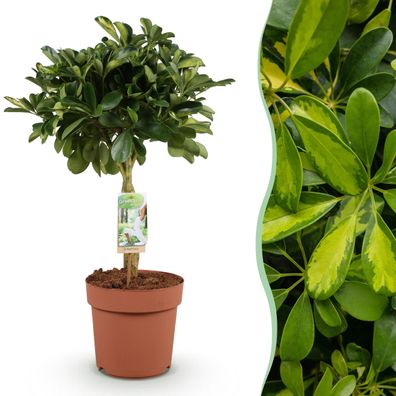 Schefflera Gold Capelle - Fingerbaum - Pflegeleicht - Grün - Ø21cm - 70-81cm - Z