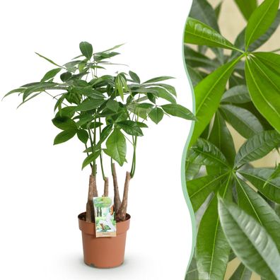 Pachira Aquatica mehrstämmig - Geldbaum - Pflegeleicht - Grün - Ø17cm - 50-55cm