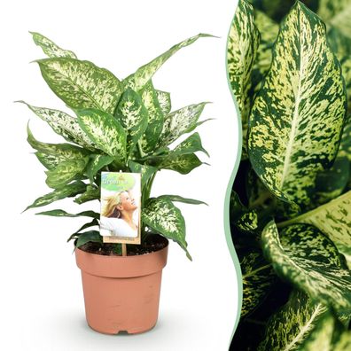 Diefenbachia Compacta - Dieffenbachia - Pflegeleicht - Grün - Ø17cm - 45-50cm