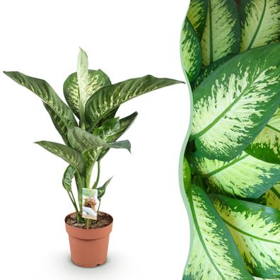Diefenbachia Tropic Snow - Dieffenbachia - Pflegeleicht - Grün - Ø21cm - 90-100c