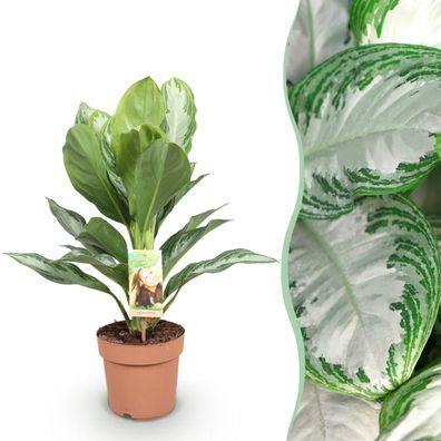 Aglaonema Silver Bay - Silberblatt - Pflegeleicht - Grün - Ø17cm - 70-75cm - Zim