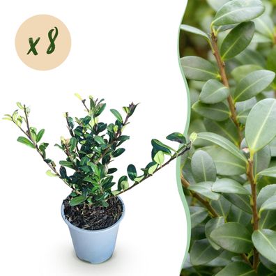 Ilex crenata Caroline Aufrecht - Blattgrün - 8 Pflanzen - 1 Meter Ausdehnung - Im