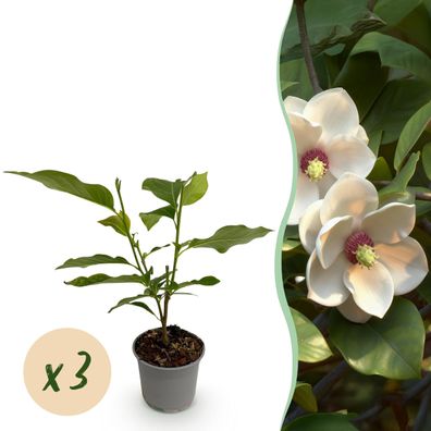Magnolia sieboldii - Blüte Weiß-Rot - 3 Pflanzen - Laubabwerfend - Pflegeleicht